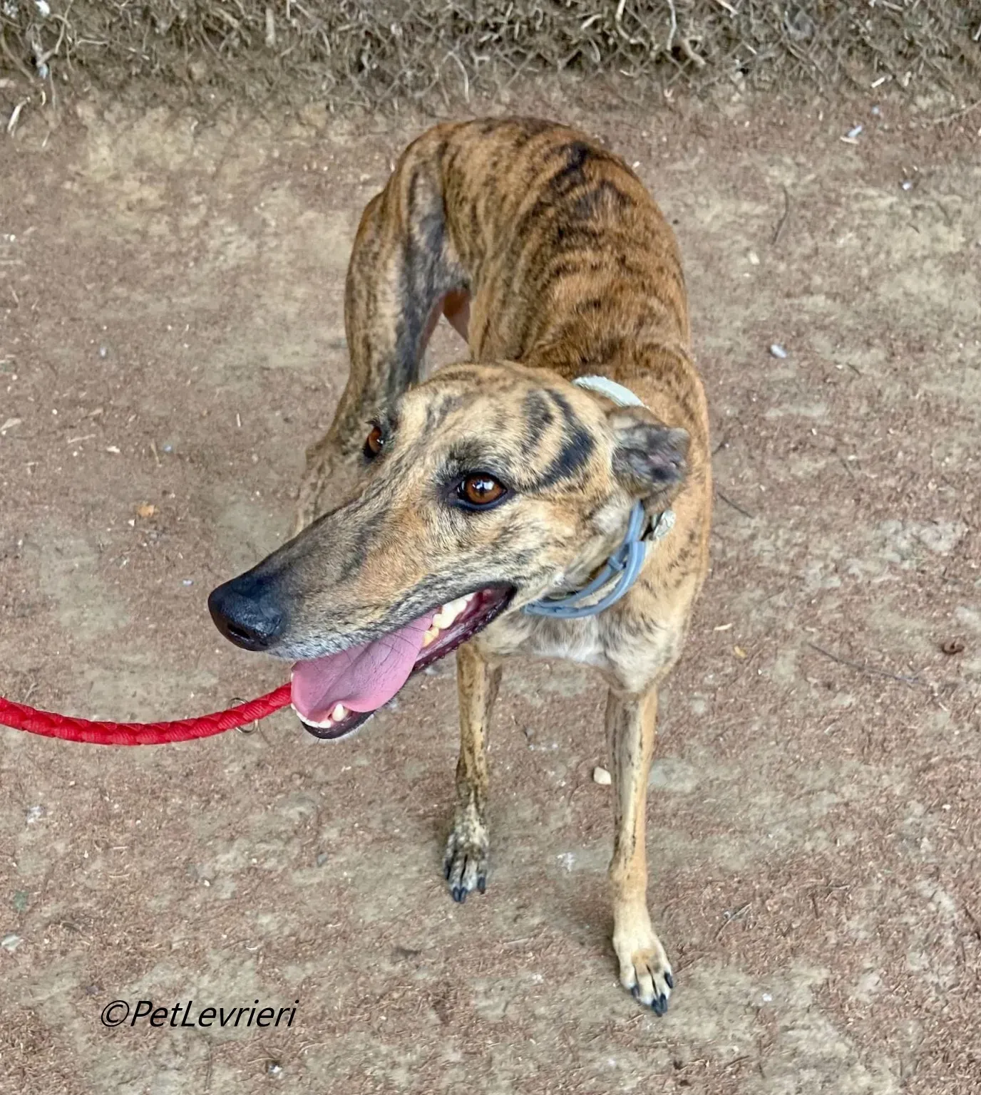 Lilith galgo adozione pet levrieri onlus 2