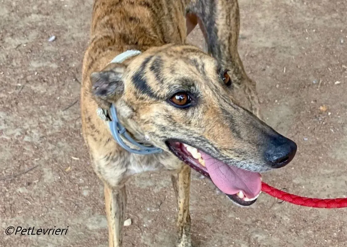 Lilith galgo adozione pet levrieri onlus 3 e1694701344102