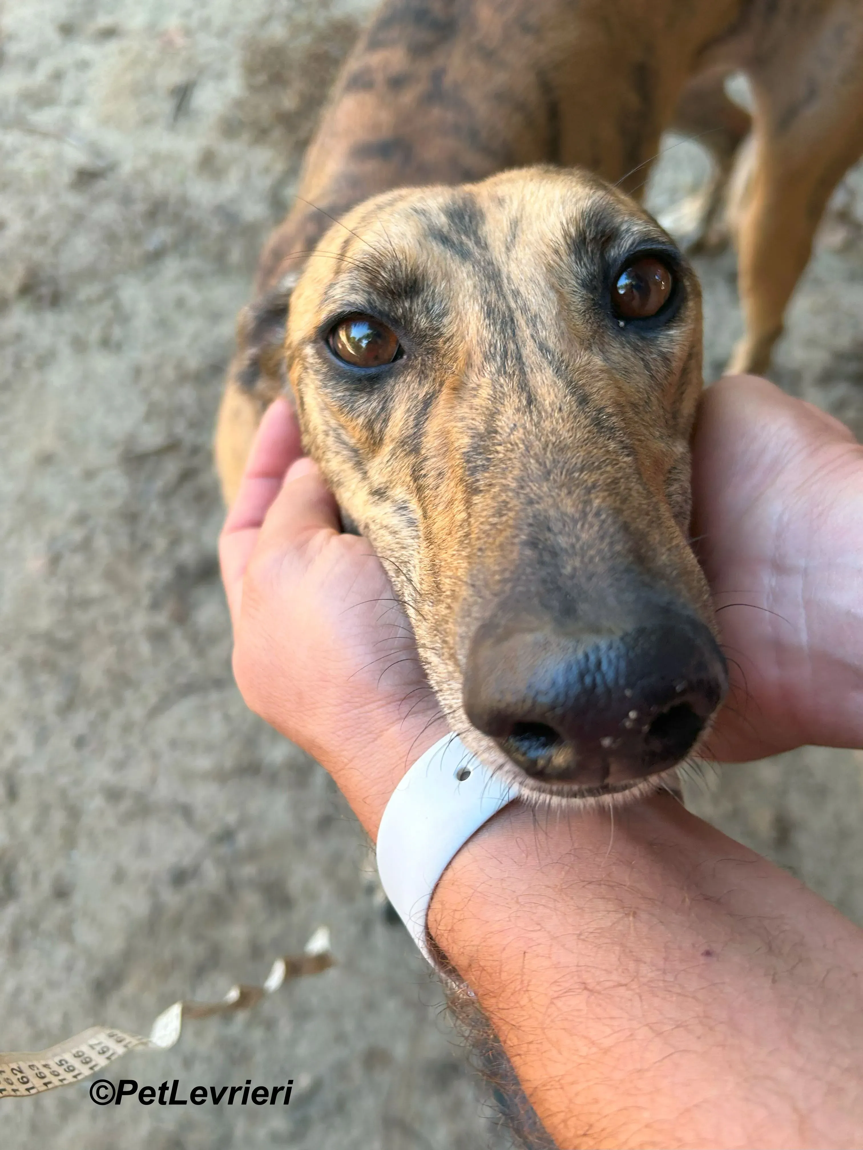 Lilith galgo adozione pet levrieri onlus 4