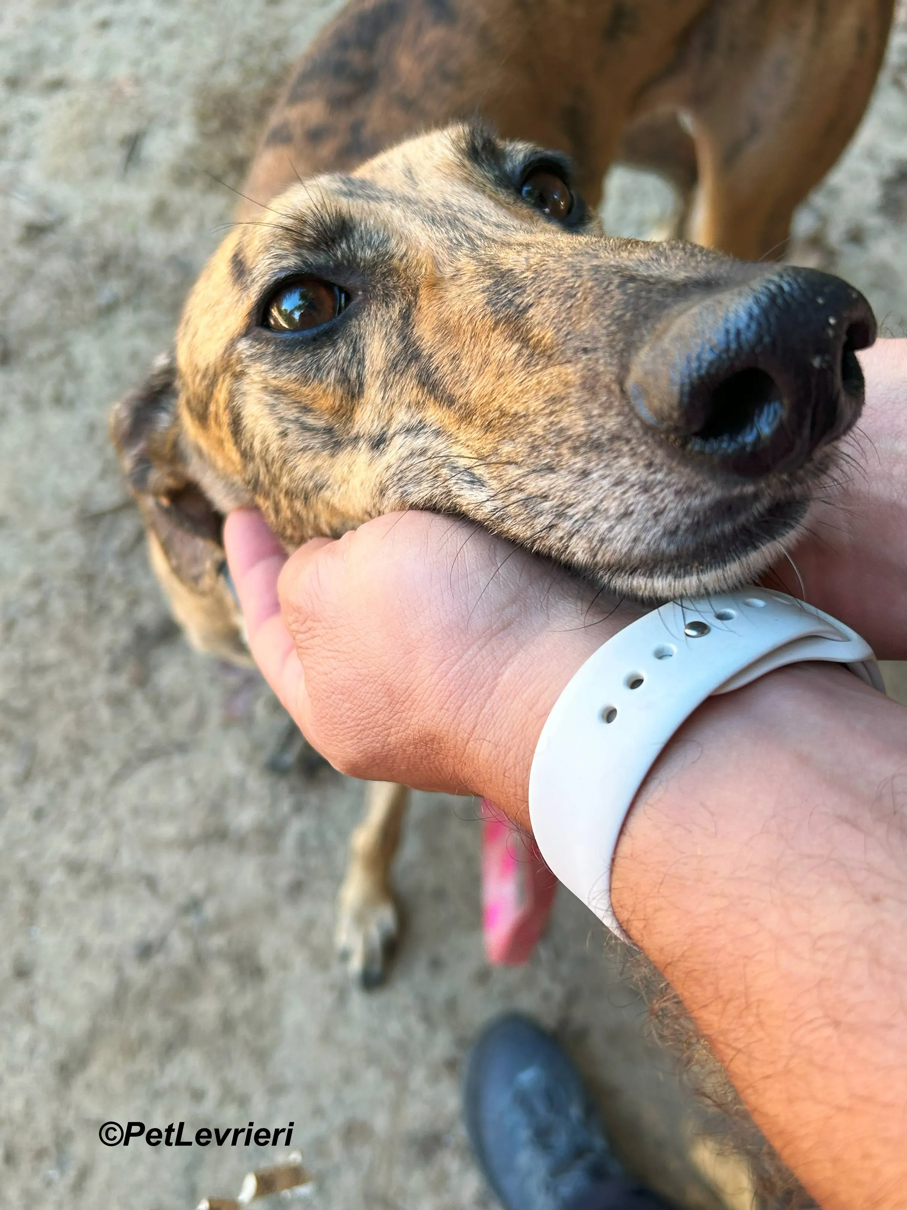 Lilith galgo adozione pet levrieri onlus 5