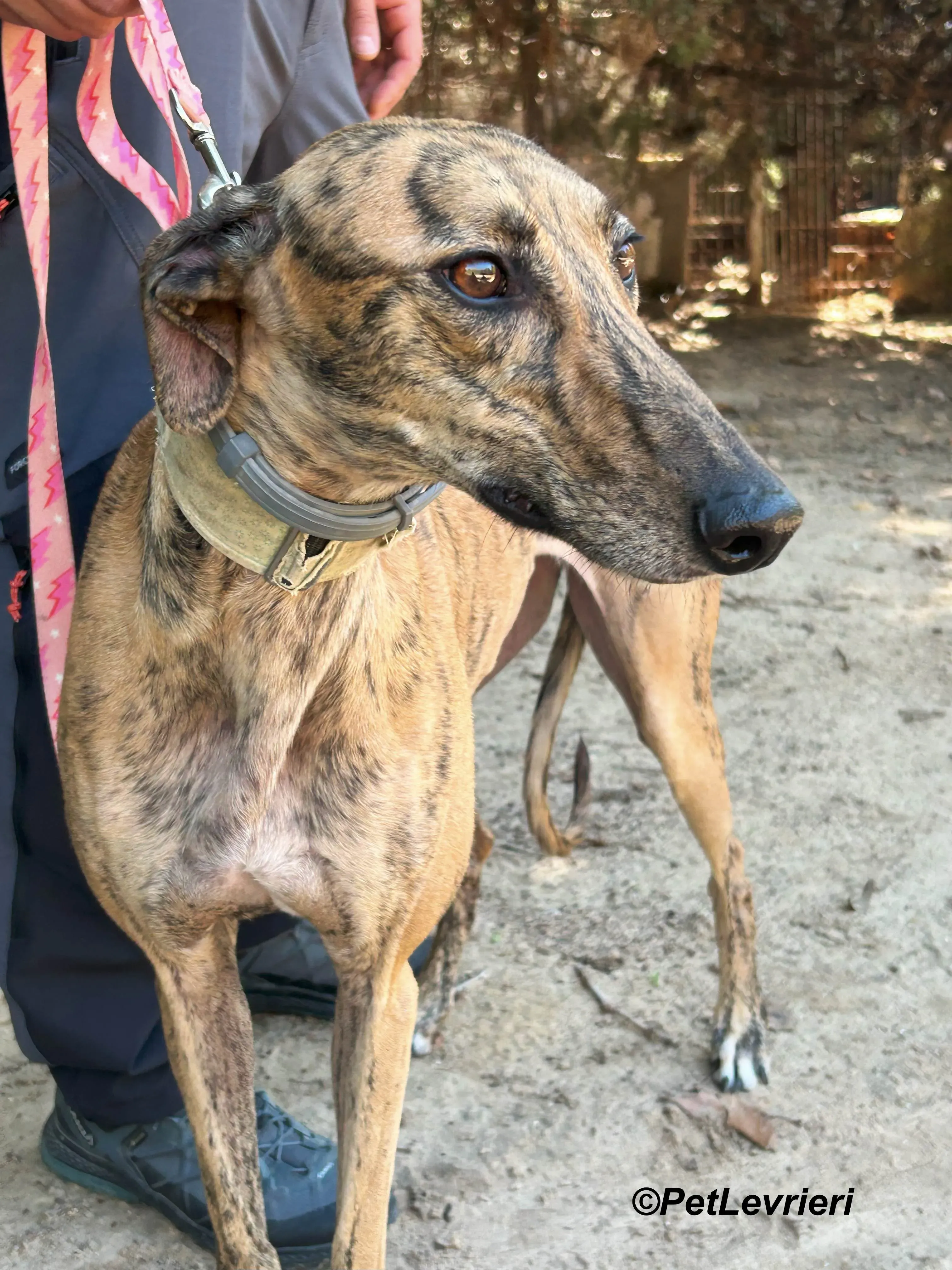 Lilith galgo adozione pet levrieri onlus 6