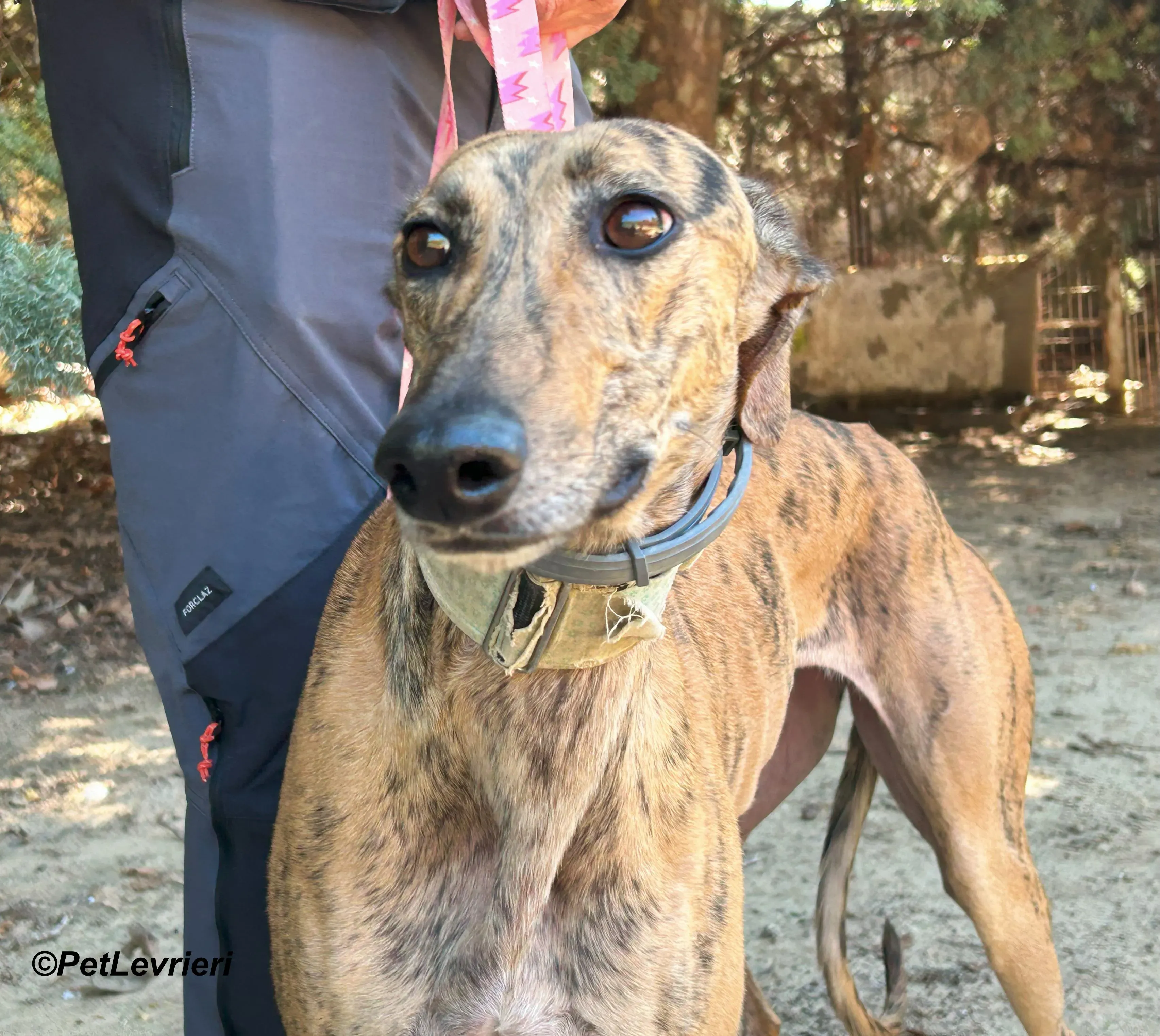 Lilith galgo adozione pet levrieri onlus 7