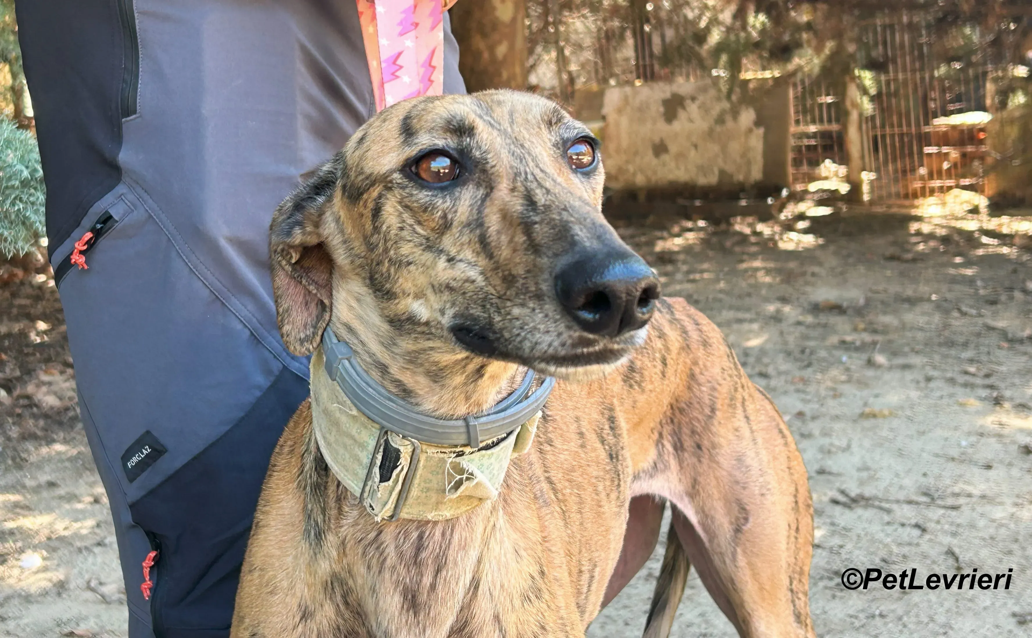 Lilith galgo adozione pet levrieri onlus 8