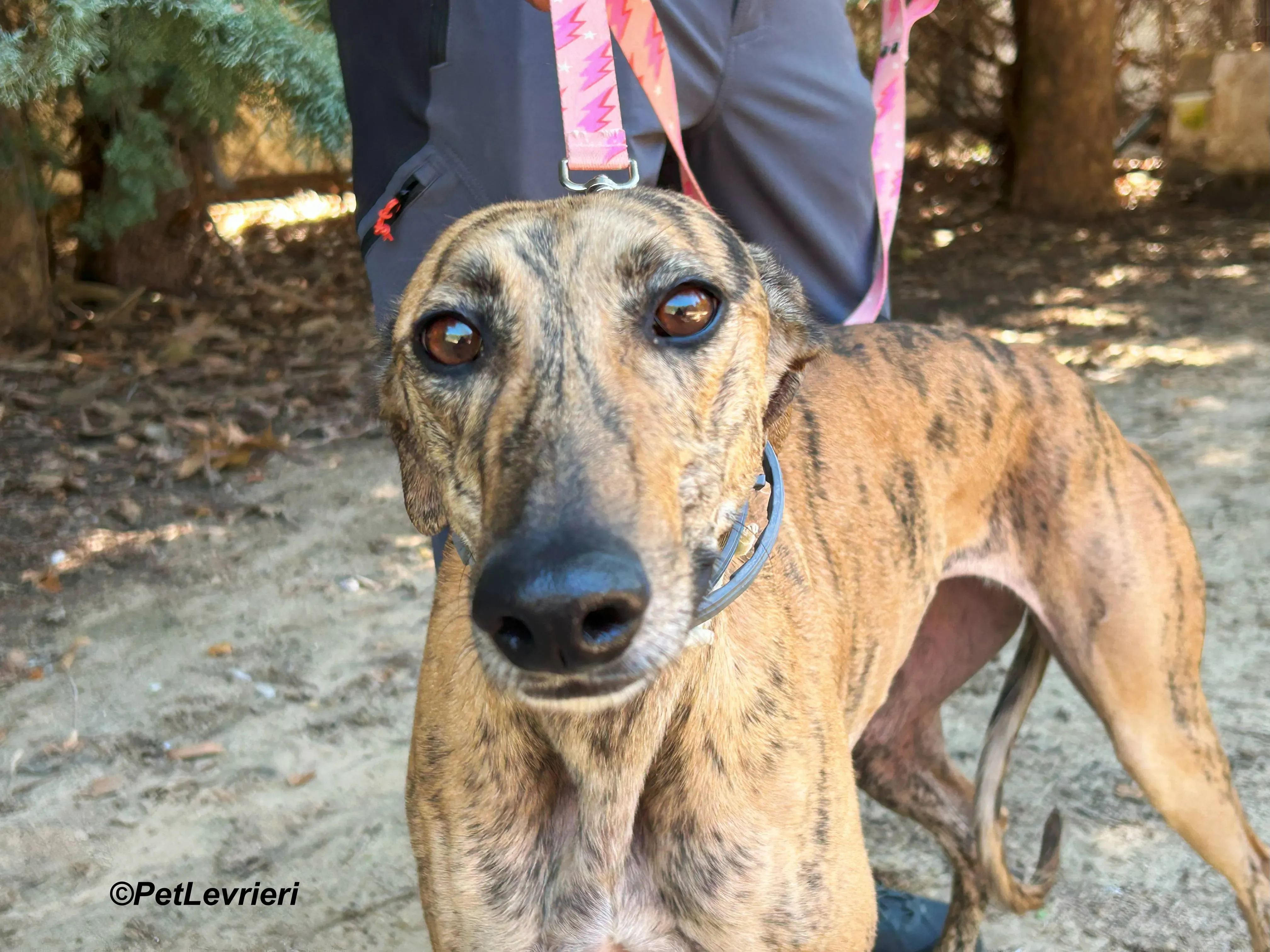 Lilith galgo adozione pet levrieri onlus 9