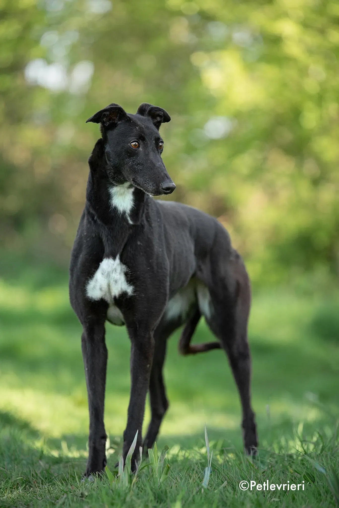 Lilly adozione levrieri greyhound 1