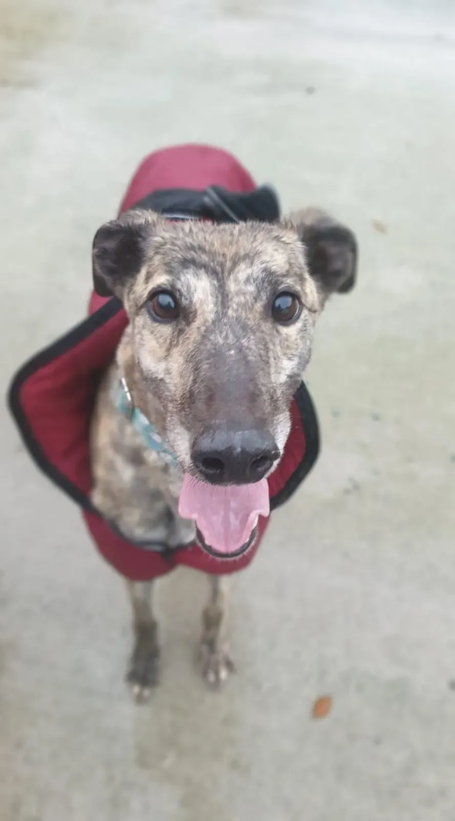 Lilly adozione levrieri greyhound 4