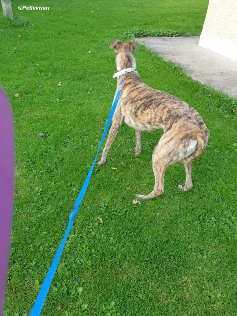 Lilly adozione levrieri greyhound 5