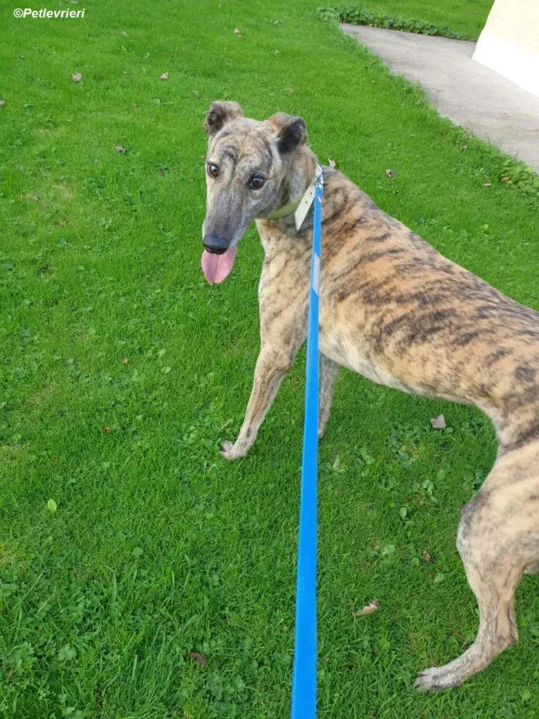 Lilly adozione levrieri greyhound 6