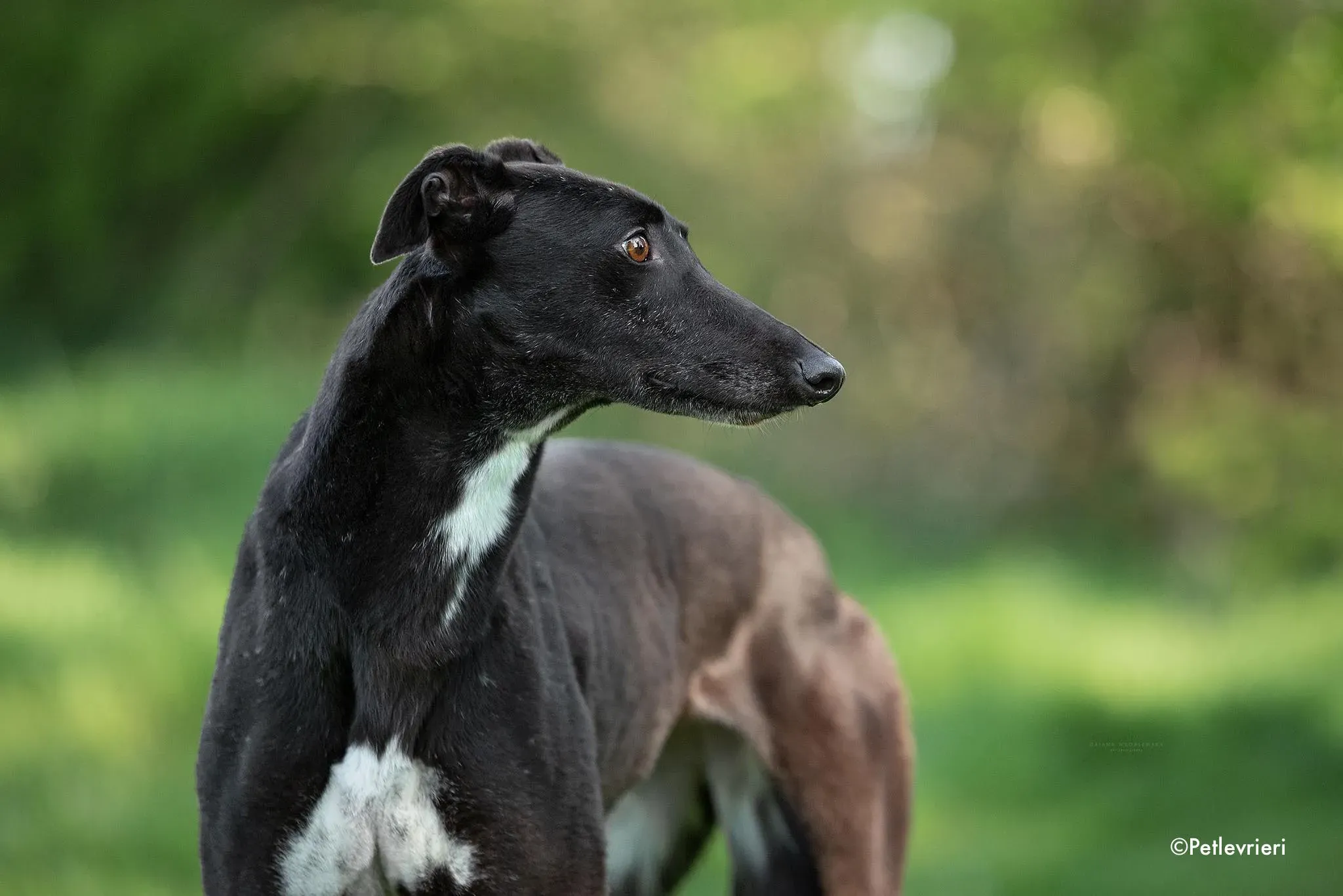 Lilly adozione levrieri greyhound 2