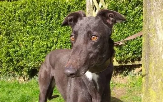 Lilly adozione levrieri greyhound 3 e1617176605915