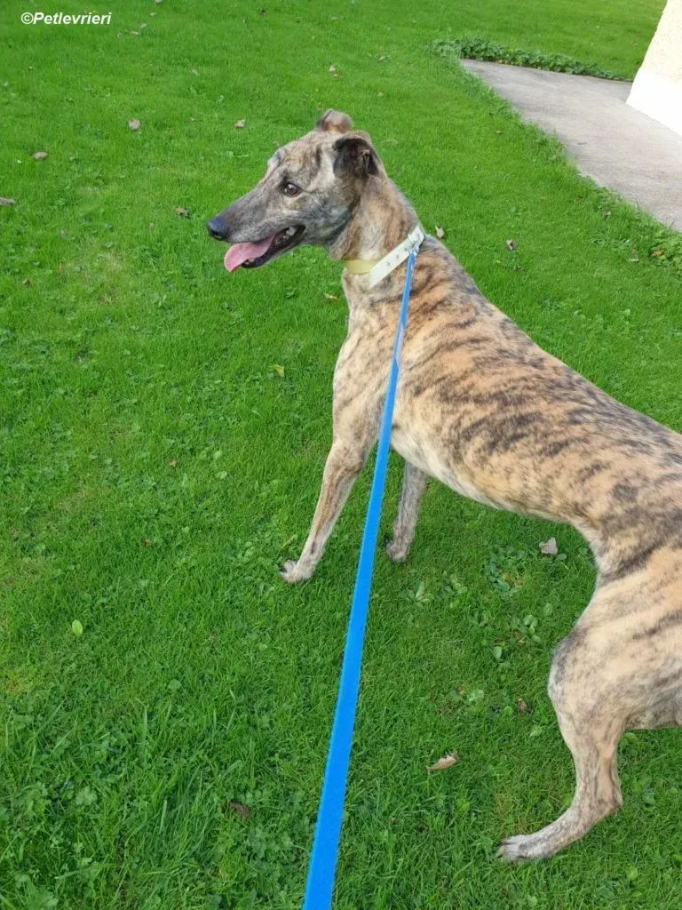 Lilly adozione levrieri greyhound 1