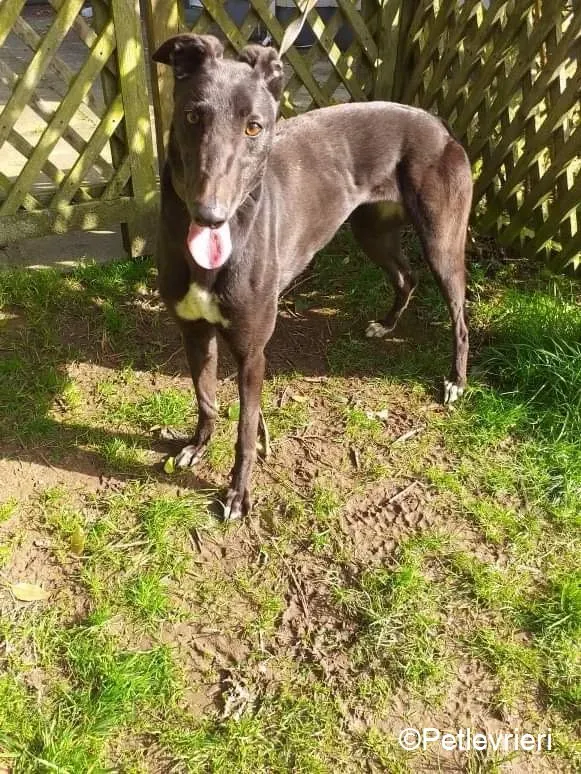 Lilly adozione levrieri greyhound 4