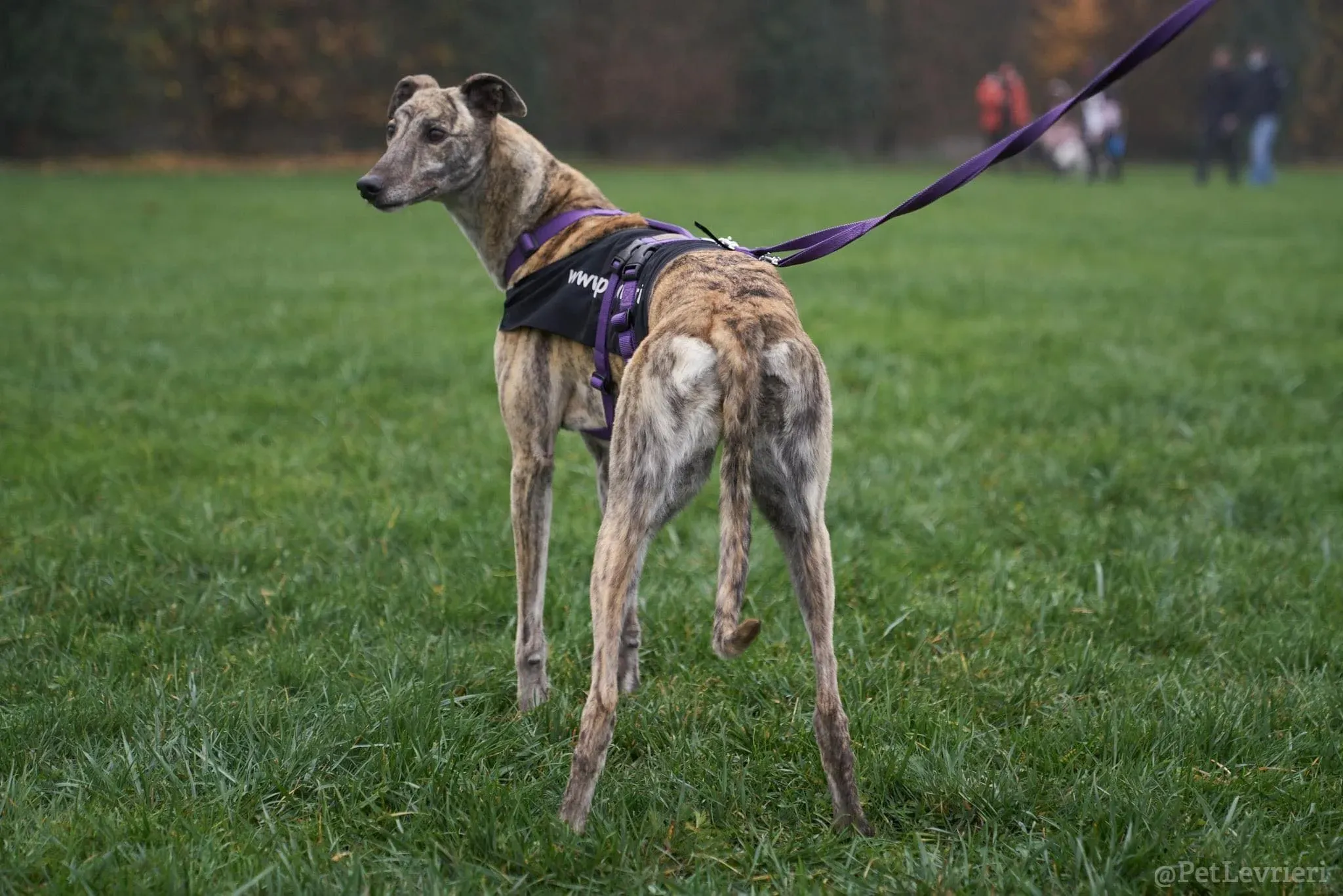 Lilly adozione levrieri greyhound 41