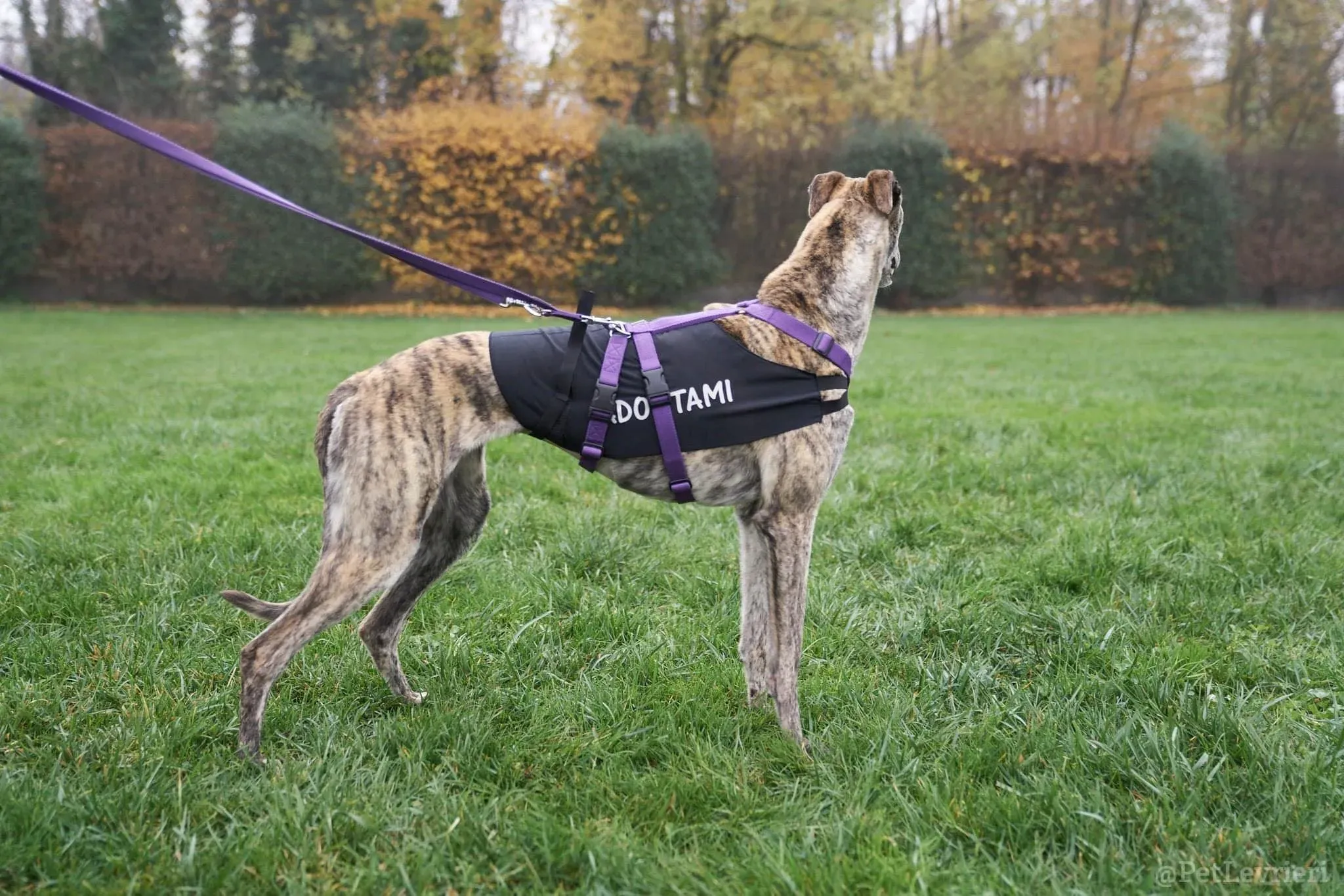 Lilly adozione levrieri greyhound 42