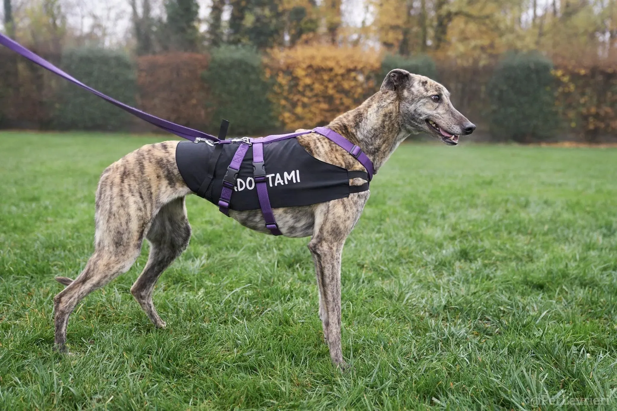 Lilly adozione levrieri greyhound 43