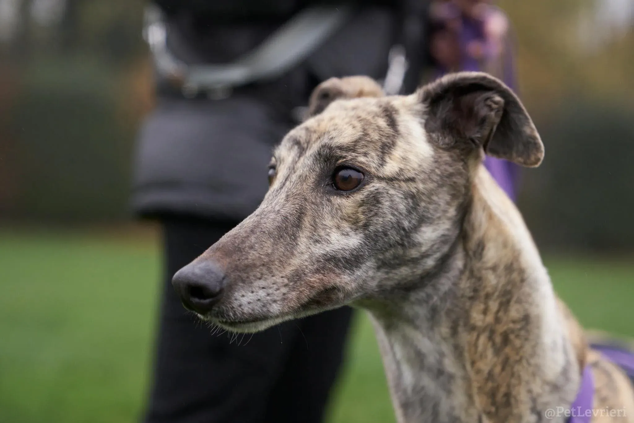 Lilly adozione levrieri greyhound 44