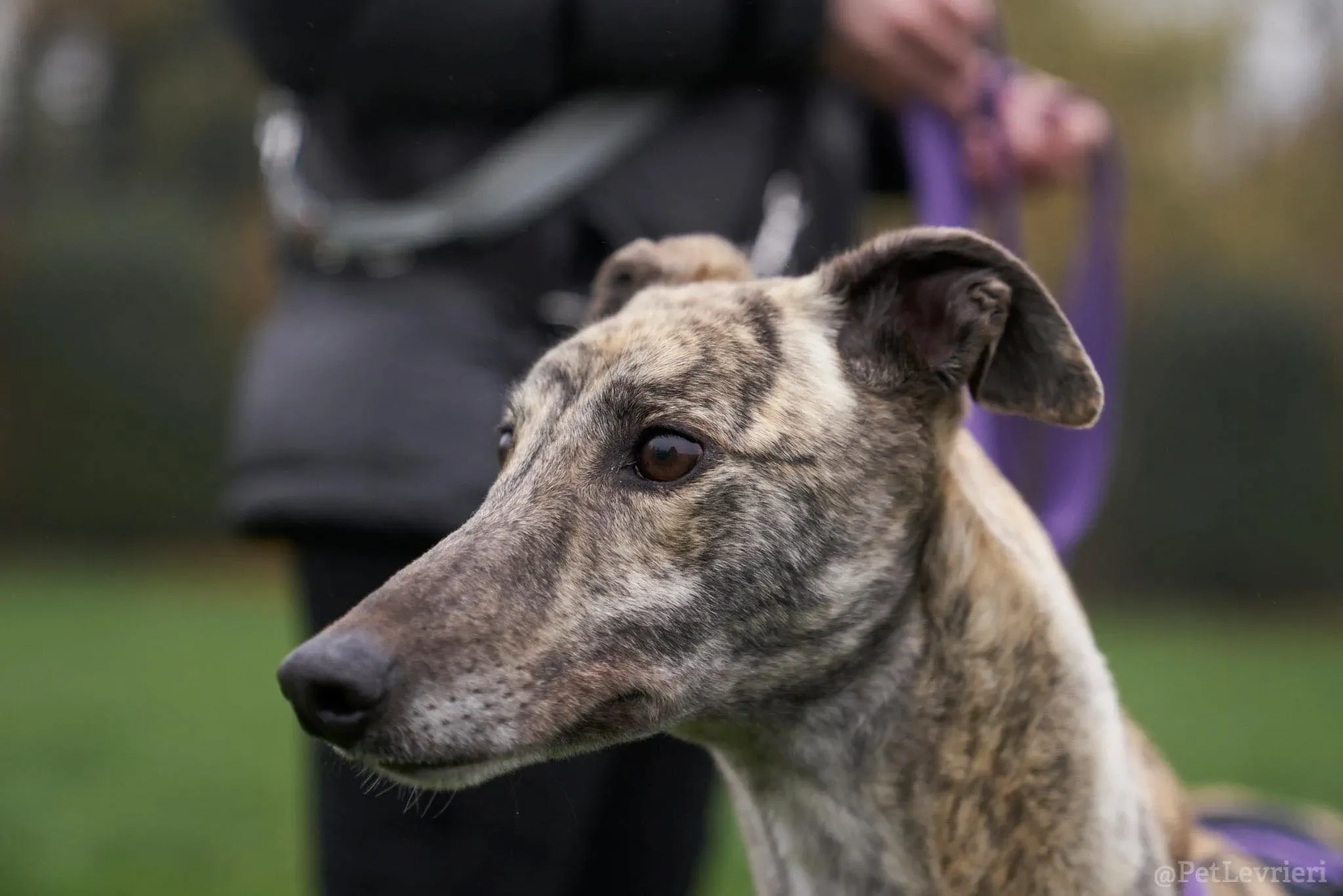 Lilly adozione levrieri greyhound 45