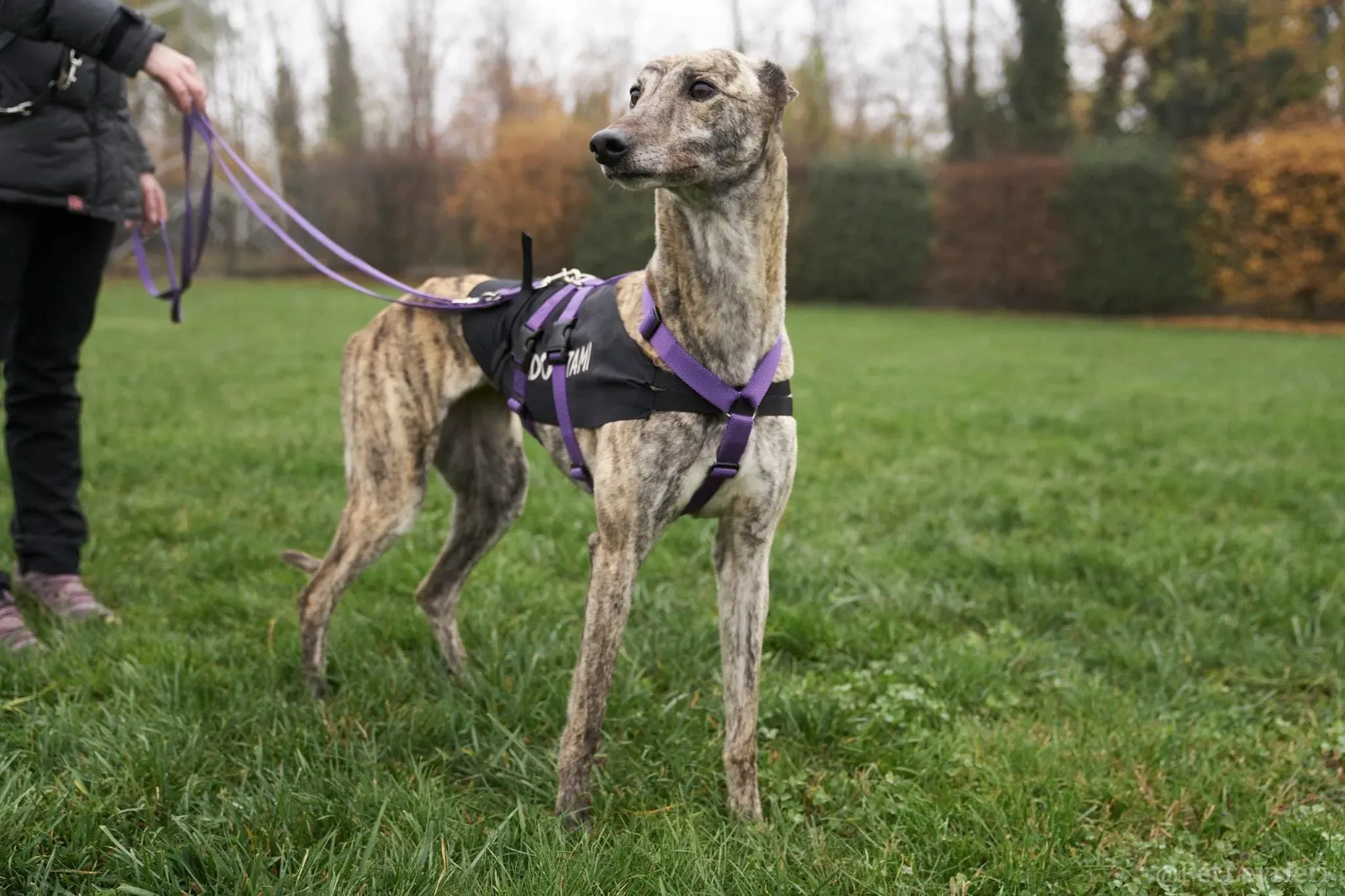 Lilly adozione levrieri greyhound 46