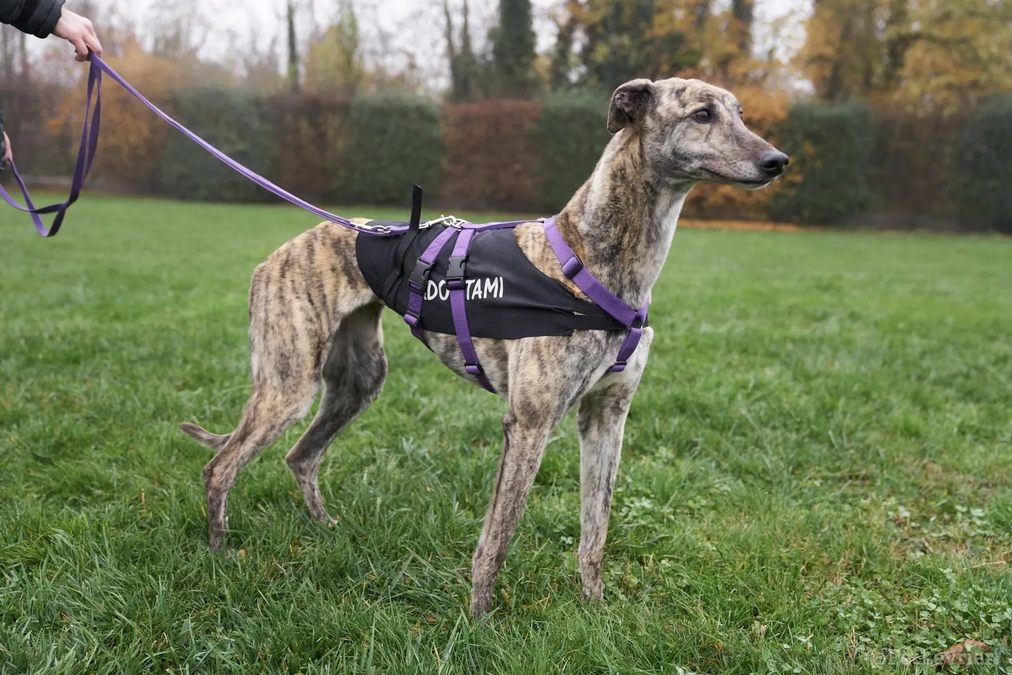 Lilly adozione levrieri greyhound 47