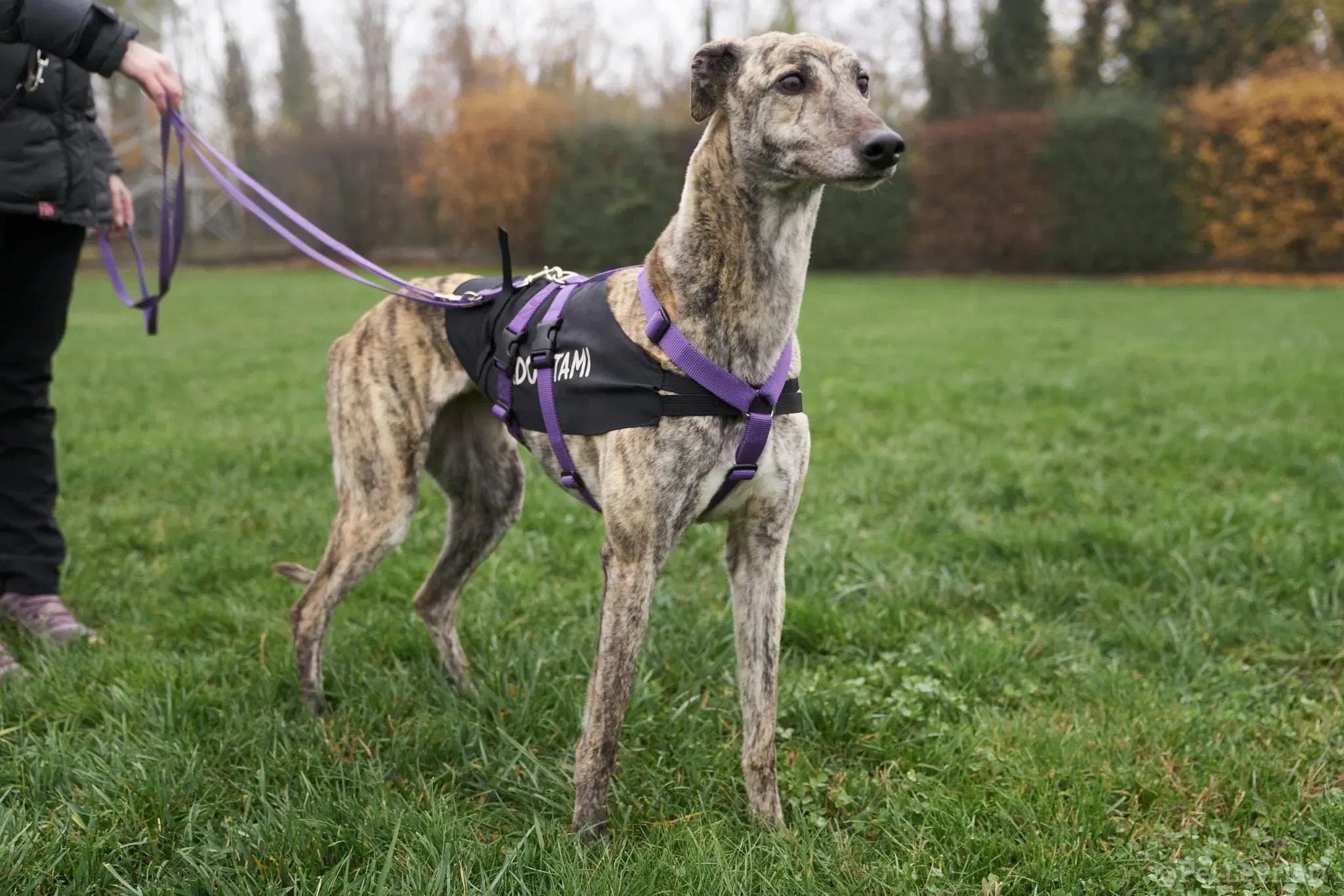 Lilly adozione levrieri greyhound 48