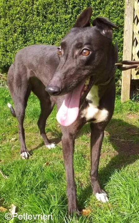 Lilly adozione levrieri greyhound 5