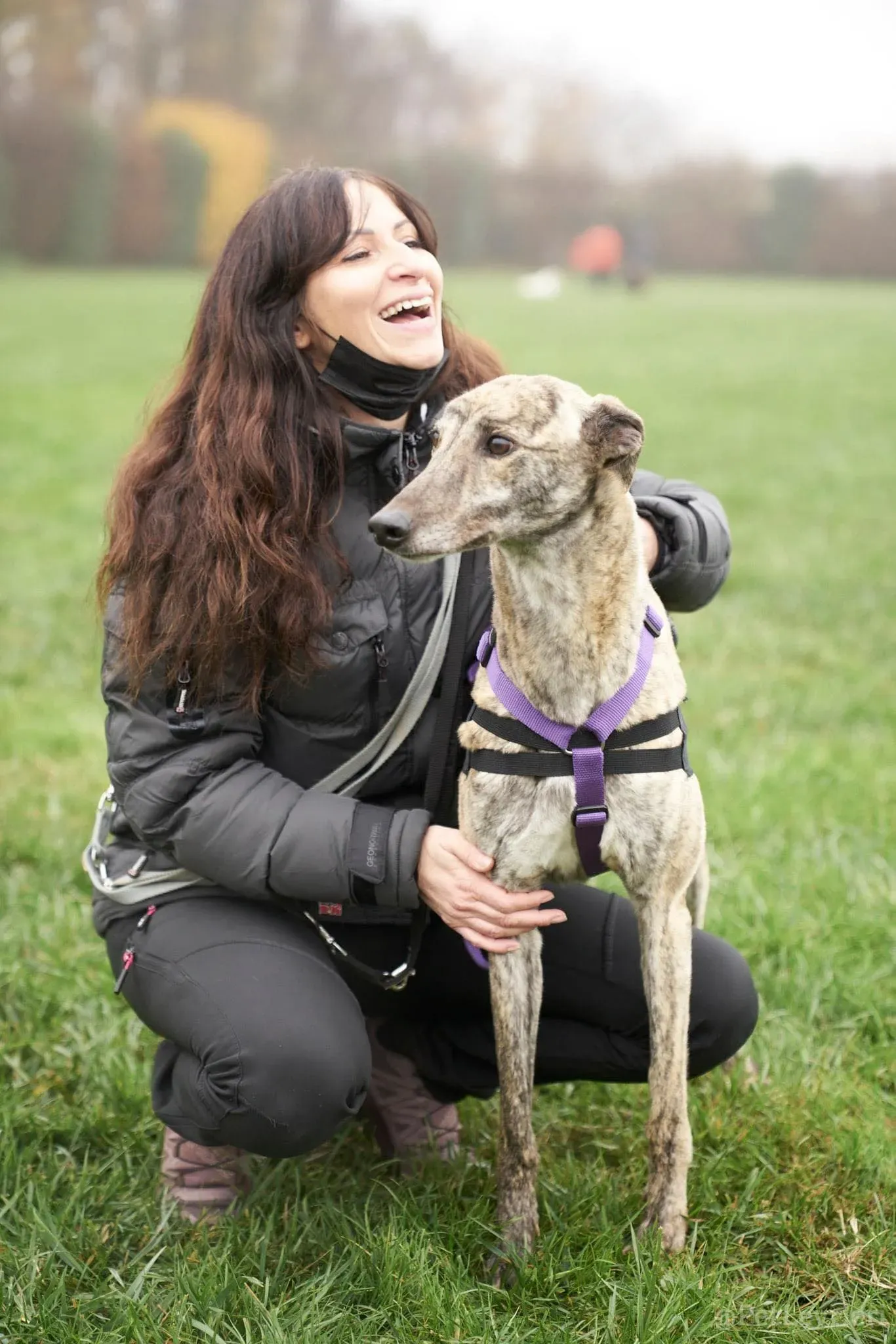 Lilly adozione levrieri greyhound 50