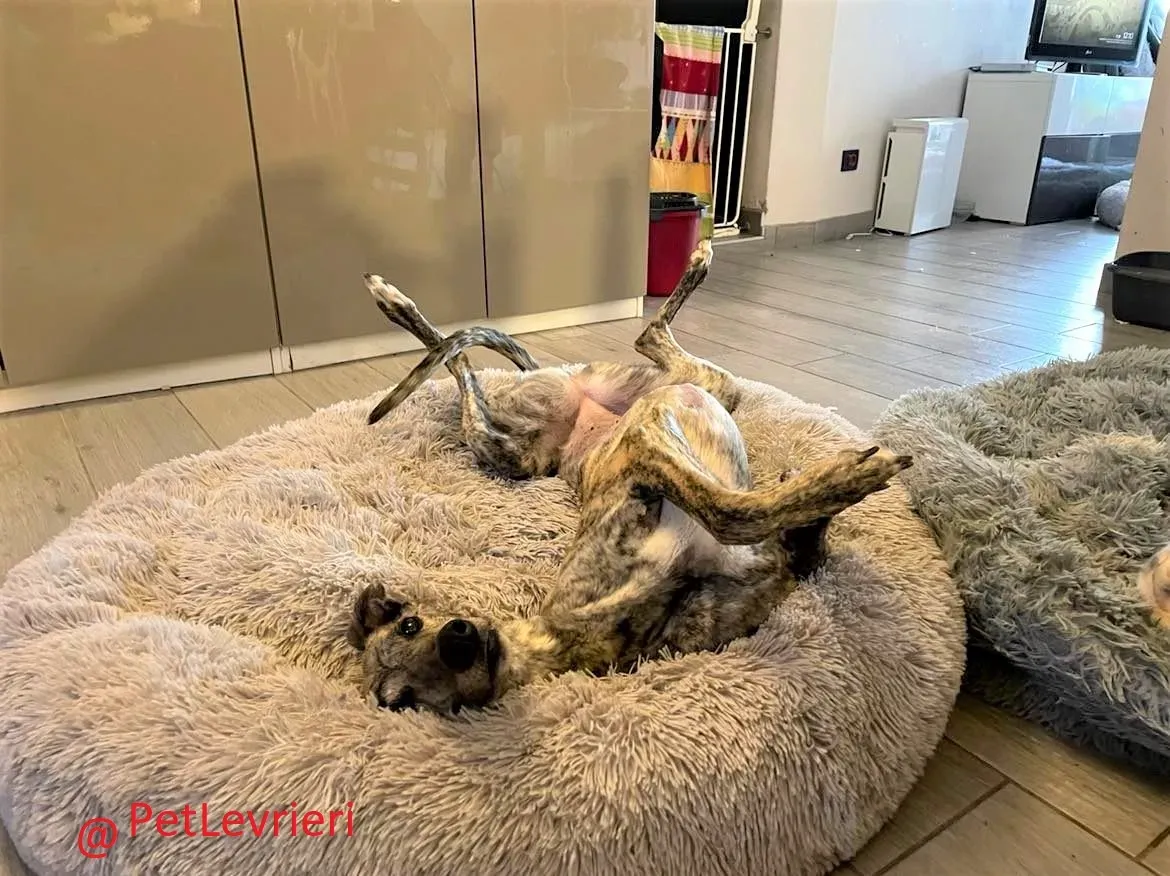 Lilly adozione levrieri greyhound 51 2