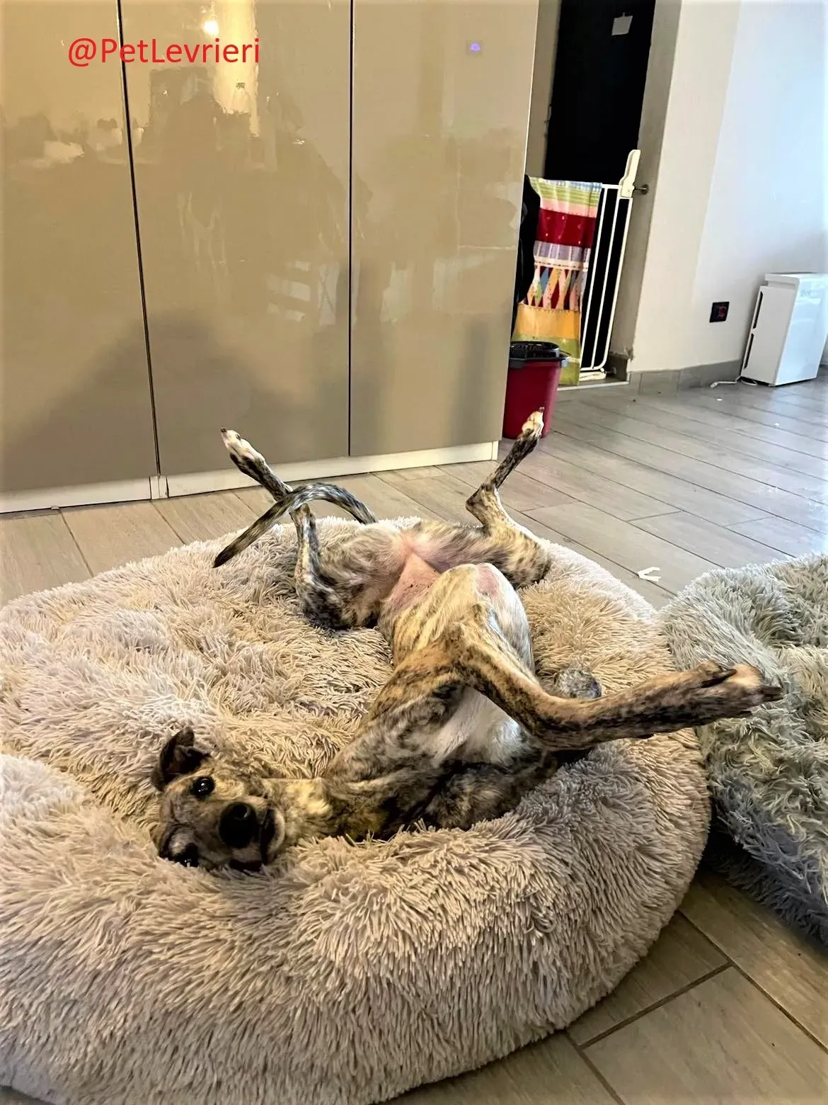 Lilly adozione levrieri greyhound 52 2