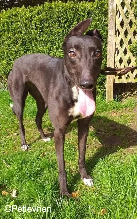 Lilly adozione levrieri greyhound 6