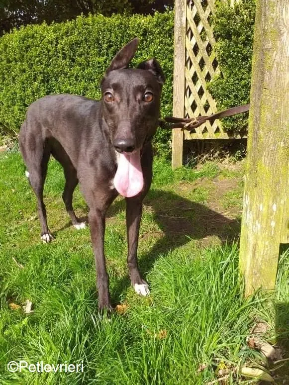 Lilly adozione levrieri greyhound 7