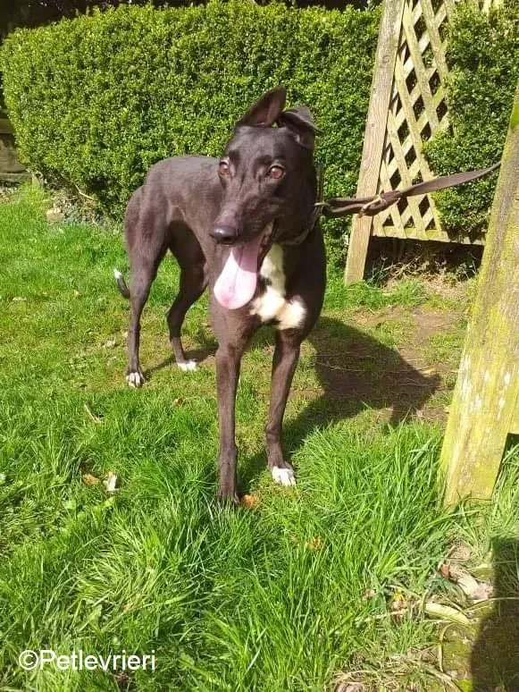 Lilly adozione levrieri greyhound 8