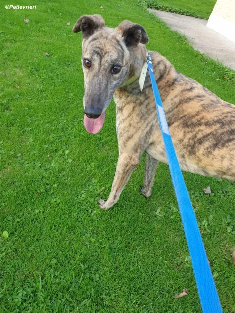 Lilly adozione levrieri greyhound 3