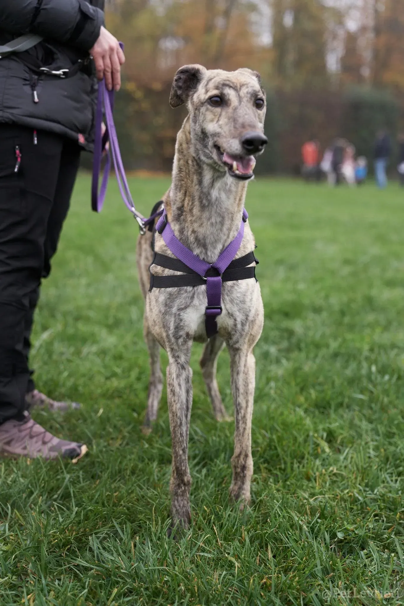 Lilly greyhound adozionelevrieri cane arrivo foster 01