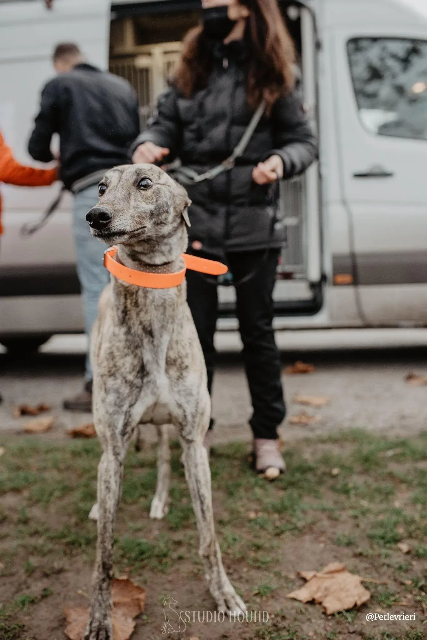 Lilly greyhound adozionelevrieri cane arrivo foster 02