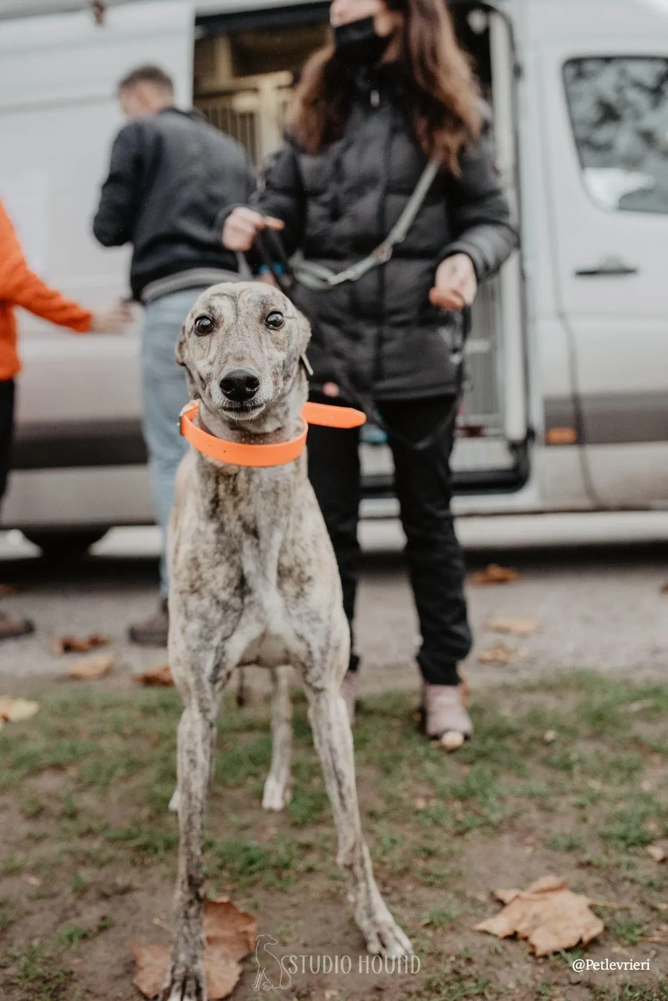 Lilly greyhound adozionelevrieri cane arrivo foster 03