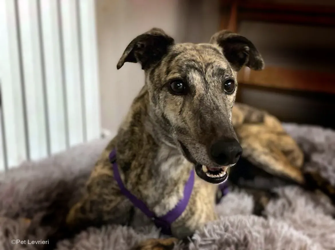 Lilly greyhound adozionelevrieri cane foster 01