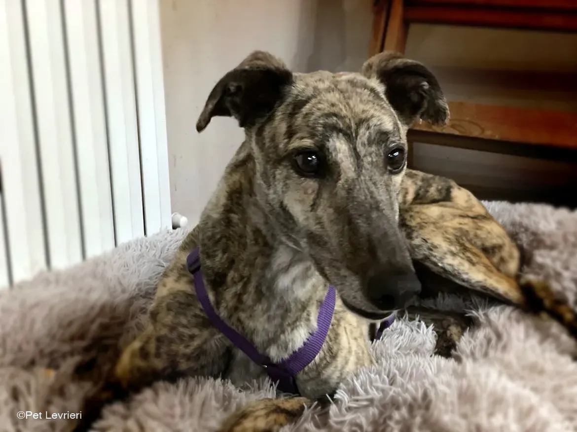 Lilly greyhound adozionelevrieri cane foster 02