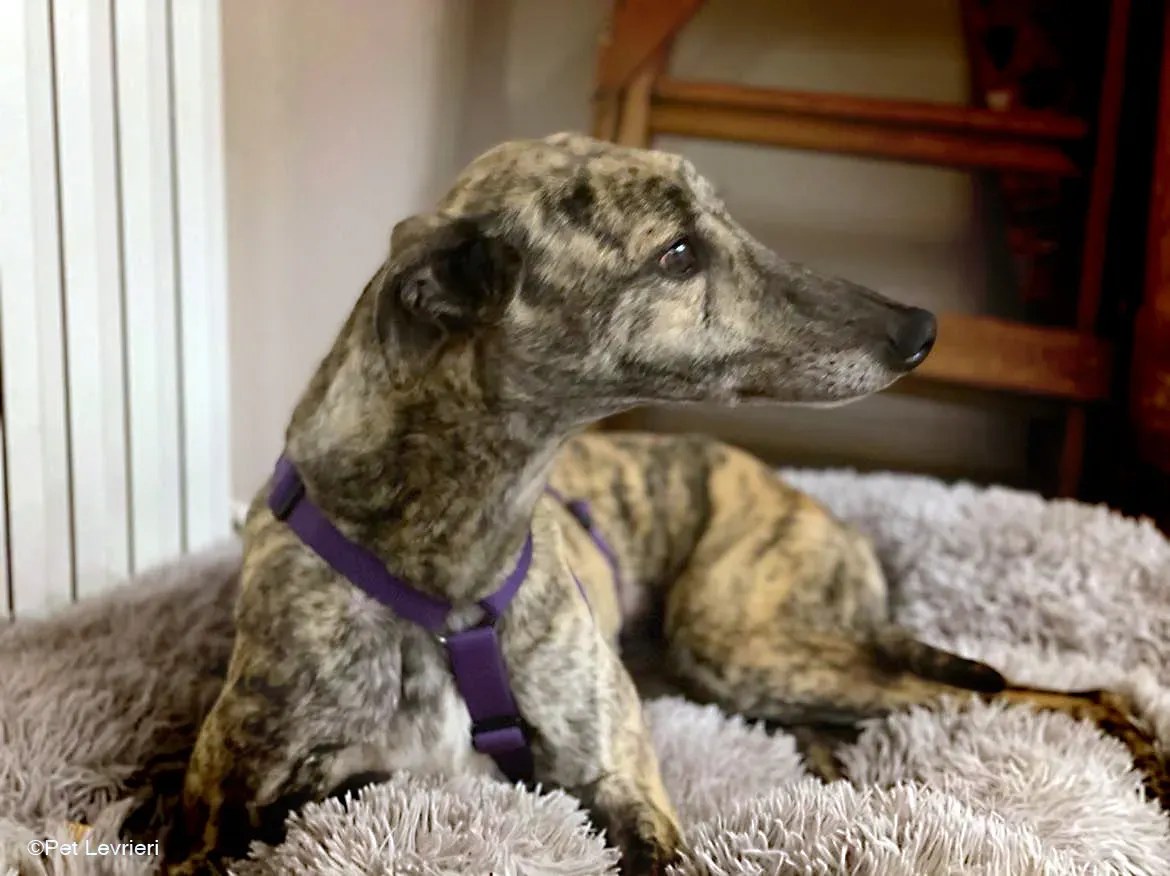 Lilly greyhound adozionelevrieri cane foster 03