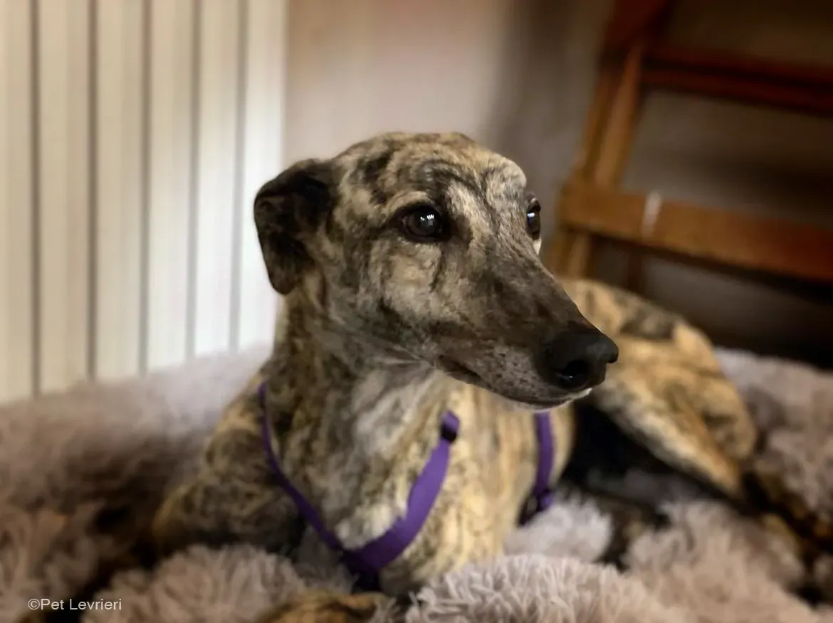 Lilly greyhound adozionelevrieri cane foster 04
