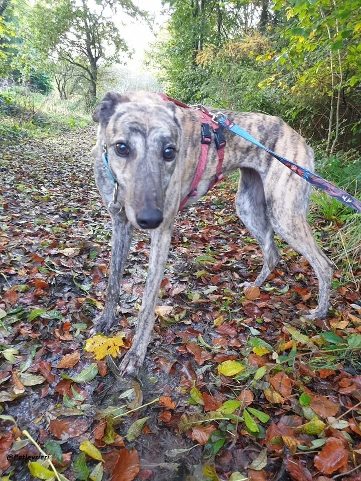 Lilly adozione greyound levriero ireland 1