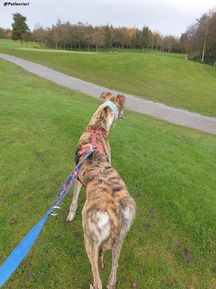 Lilly adozione greyound levriero ireland 10
