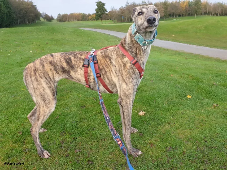 Lilly adozione greyound levriero ireland 11