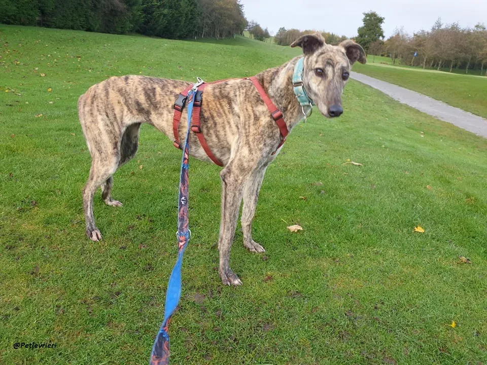 Lilly adozione greyound levriero ireland 12
