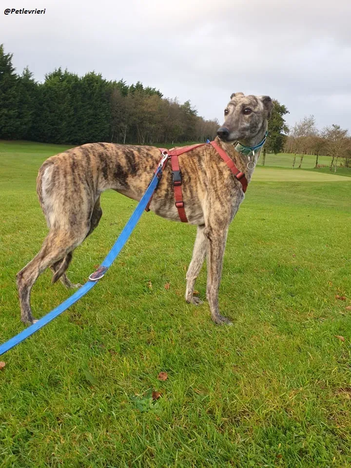 Lilly adozione greyound levriero ireland 13