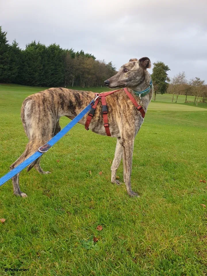 Lilly adozione greyound levriero ireland 14