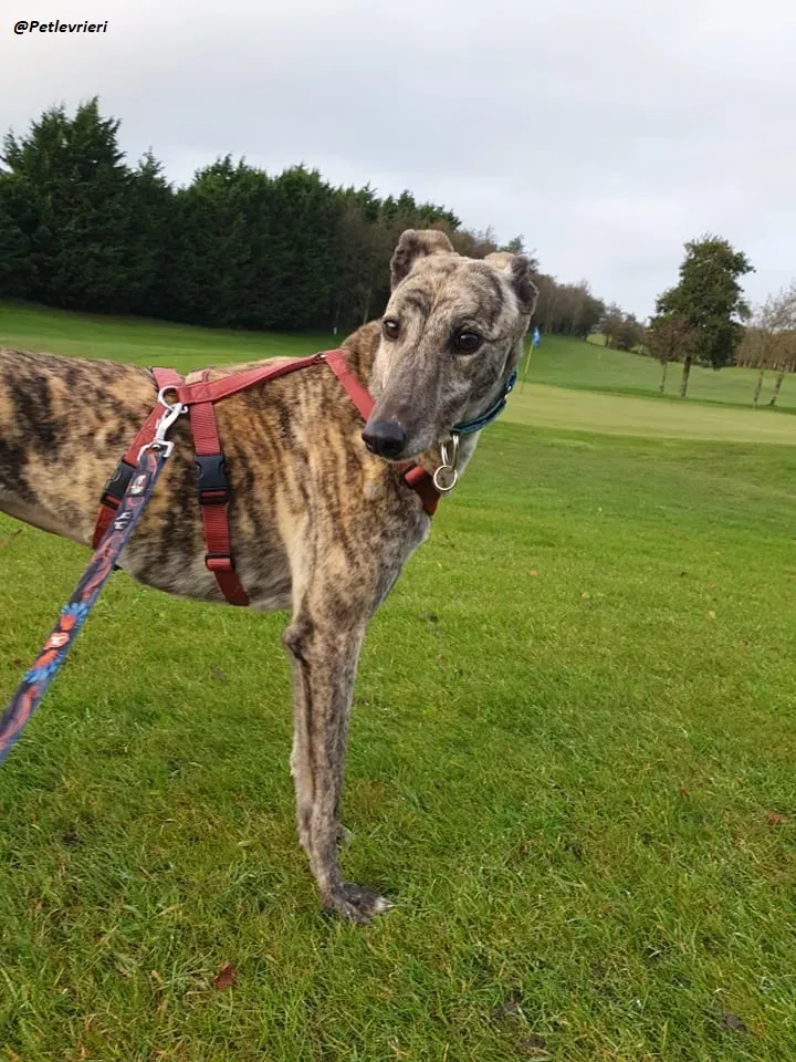Lilly adozione greyound levriero ireland 15