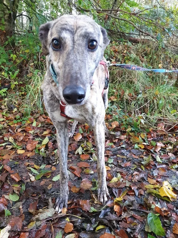 Lilly adozione greyound levriero ireland 2