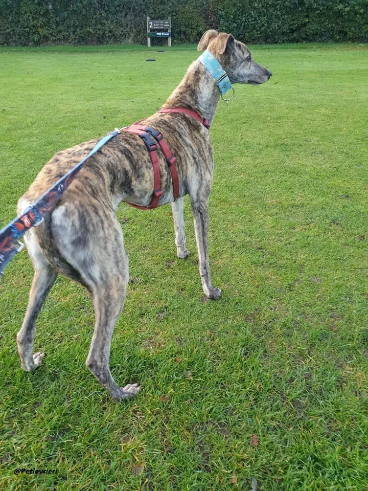 Lilly adozione greyound levriero ireland 3