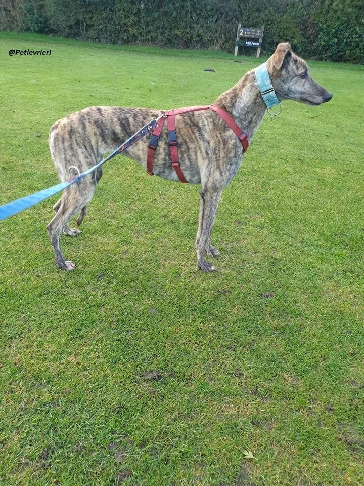 Lilly adozione greyound levriero ireland 4