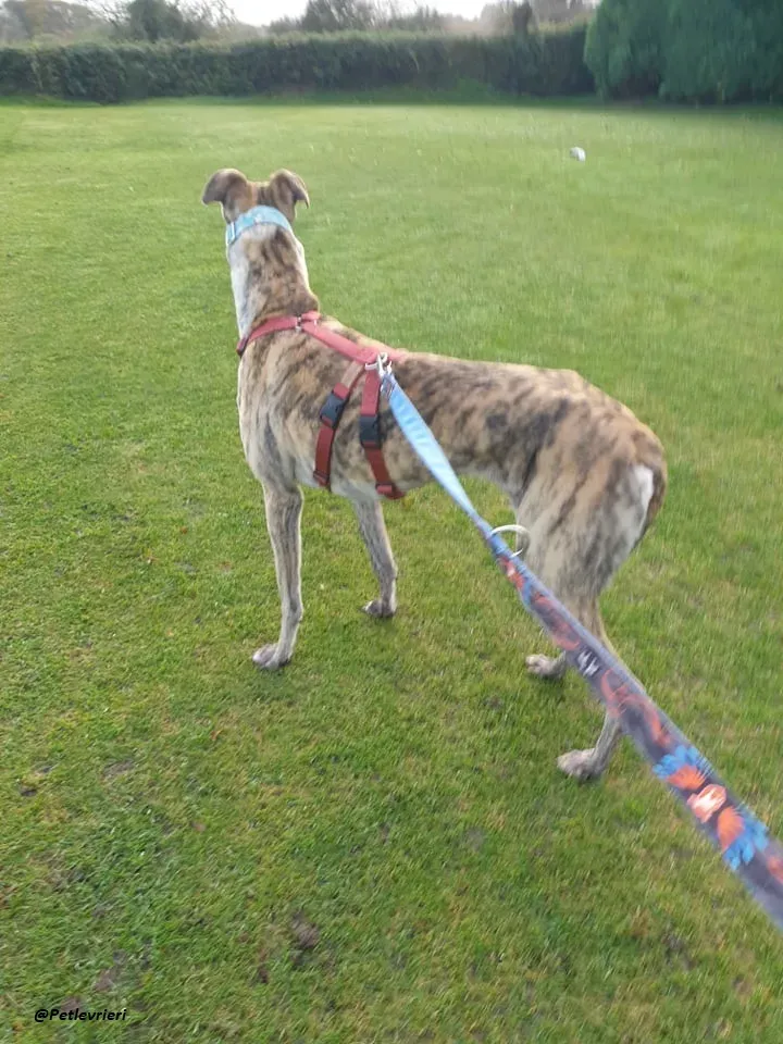 Lilly adozione greyound levriero ireland 5
